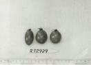 Click for 1 image(s) for this accession. FRUIT